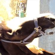 Anden særlig race Indy