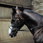 Anden særlig race Indy