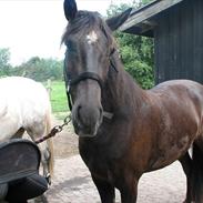 Anden særlig race Østerstroustrups Sisco - solgt (2011)