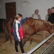 Welsh Mountain (sec A) Juni  AFLIVET