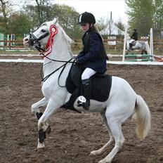 Welsh Pony (sec B) Stendyssen´s sunglimps <3