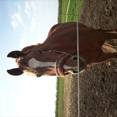 Frederiksborg Kjærs Trigger