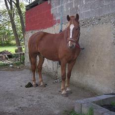 Frederiksborg Kjærs Trigger