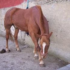 Frederiksborg Kjærs Trigger