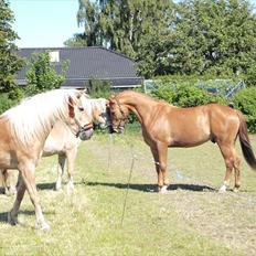 Anden særlig race Kaizer R.I.P love you <3 