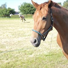 Anden særlig race Kaizer R.I.P love you <3 