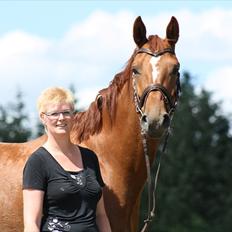 Hannoveraner Walther -  hentet hjem:-(
