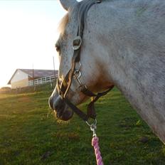 Anden særlig race Dezdeztina *låne Solgt*