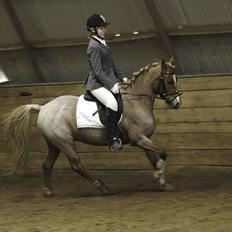 Welsh Pony (sec B) daysie *solgt*