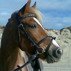 Welsh Pony (sec B) daysie *solgt*