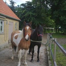 Irish Cob Crossbreed Bambie blue