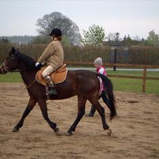 Anden særlig race Maddie "solgt"