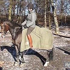 New Forest Romeos Geiger