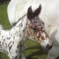 Knabstrupper Thrysøe´s Star born solgt