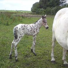 Knabstrupper Thrysøe´s Star born solgt