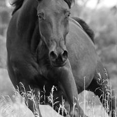 Arabisk fuldblod (OX) Naja Haje