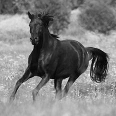 Arabisk fuldblod (OX) Naja Haje