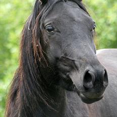 Arabisk fuldblod (OX) Naja Haje