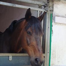 Anden særlig race Prins<3