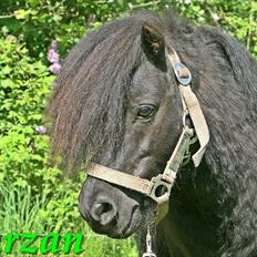 Shetlænder Tarzan Klinkenbjerg