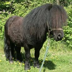 Shetlænder Tarzan Klinkenbjerg