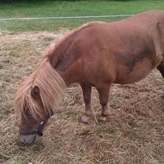 Shetlænder Dejbjerggårds Lotte SOLGT
