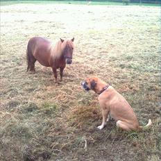 Shetlænder Dejbjerggårds Lotte SOLGT