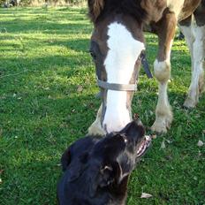 Irish Cob Villy Solgt