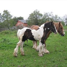 Irish Cob Villy Solgt