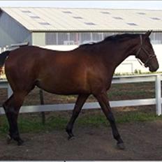 Trakehner BARCARDI ELMEGAARD 