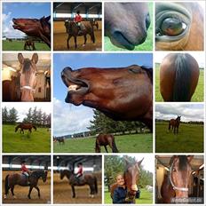 Anden særlig race Øko.