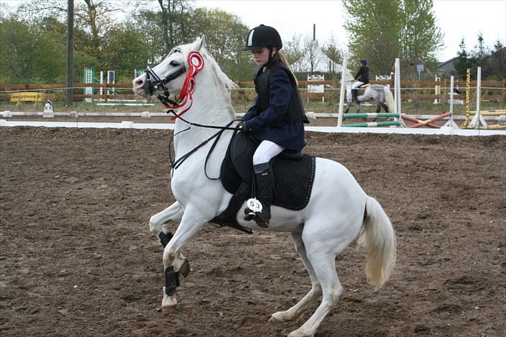 Welsh Pony (sec B) Stendyssen´s sunglimps <3 - Stævne! :D  billede 2