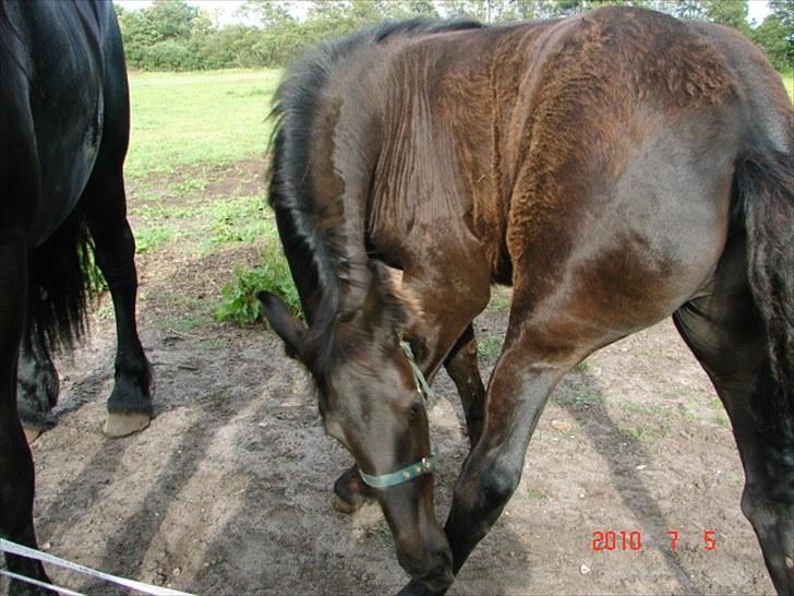 Frieser Markis billede 9