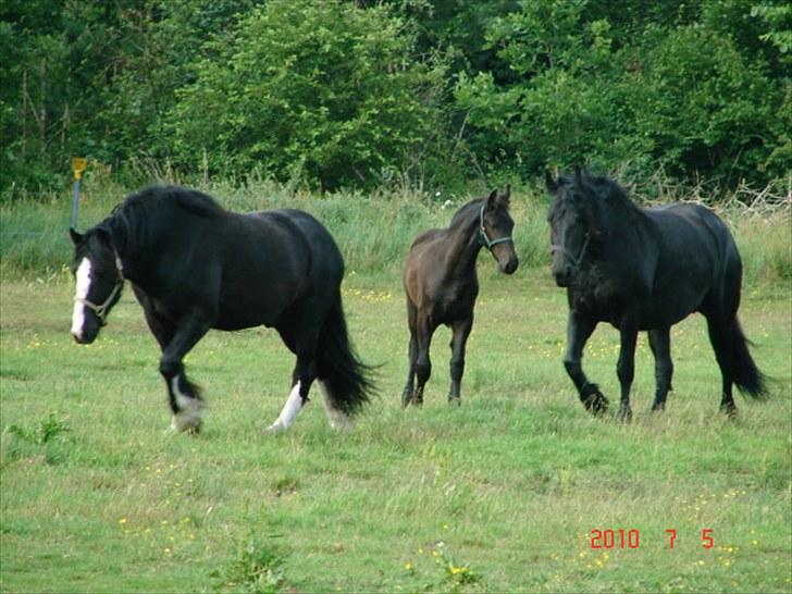 Frieser Markis billede 10