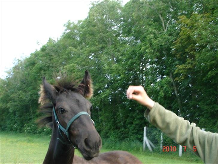 Frieser Markis billede 11