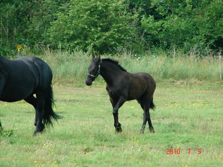 Frieser Markis billede 12