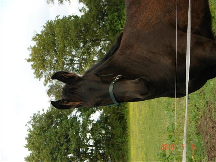 Frieser Markis billede 13