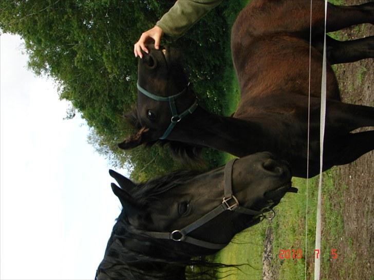 Frieser Markis billede 14