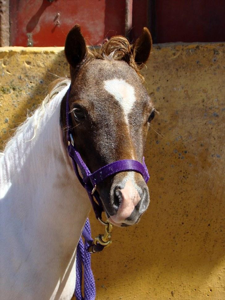Miniature | NKG Zodiacs Rubin * farvorit* | - Inden hun skulle med til føl og plag på lolland 2010. :-) billede 11