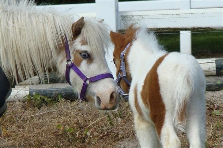 Miniature | NKG Zodiacs Rubin * farvorit* | - "Hej Lace!" :-) billede 13