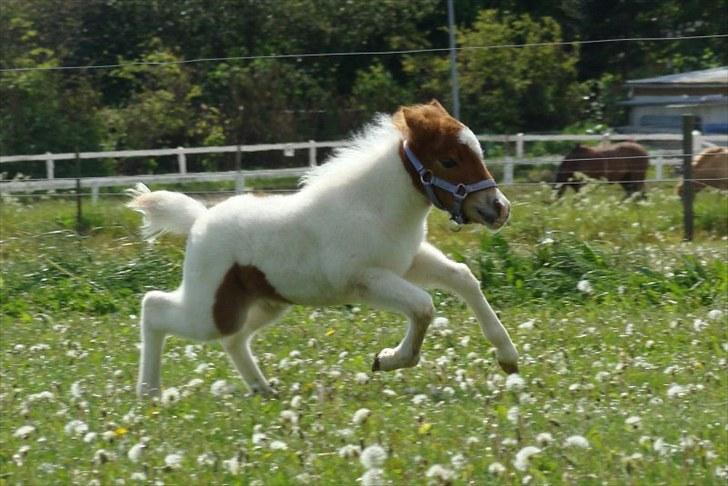 Miniature | NKG Zodiacs Rubin * farvorit* | - Fuld fart frem! billede 14