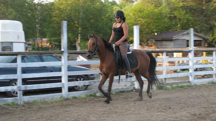 New Forest Stella - Glade olfert ;D billede 18