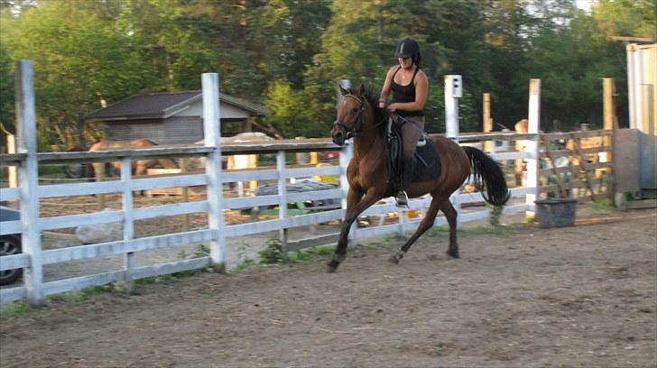 New Forest Stella - Whuhuuuuuuuu :D billede 19