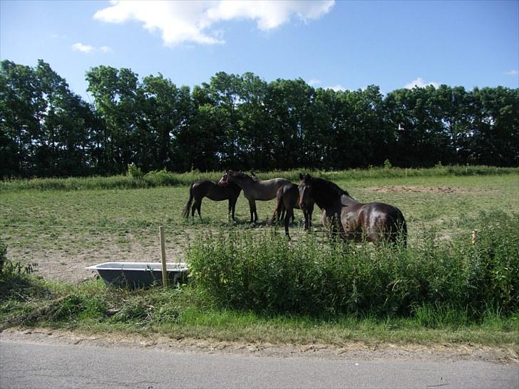 Anden særlig race Minella "Solgt" billede 20