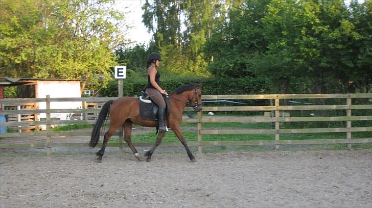 New Forest Stella - Kun redet i 2 måneder :o) billede 20