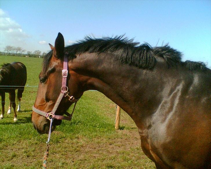Anden særlig race Kroghgårds Luna billede 9