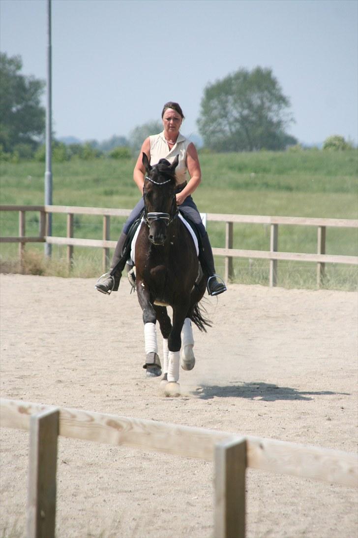 Trakehner Domino - Domino og Mette Ubbesen. billede 17