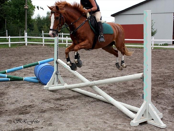 Hollandsk Sportspony Fireball B-Pony - Spring på banen Foto: Sarah R. billede 12