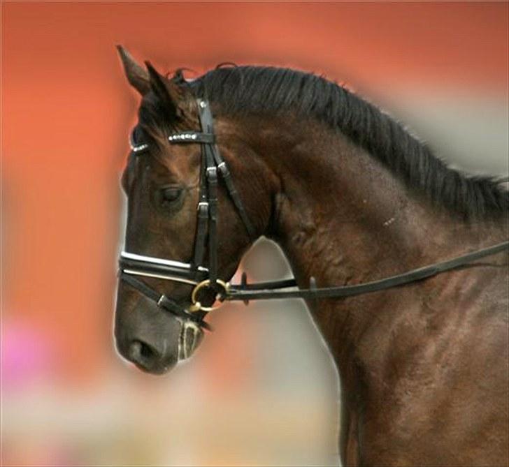 Trakehner Domino billede 19