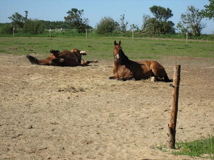 Anden særlig race Je Suis - Dejligt at ruller sig :) billede 9